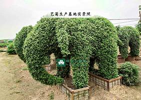 造型菊基地之菊花造型